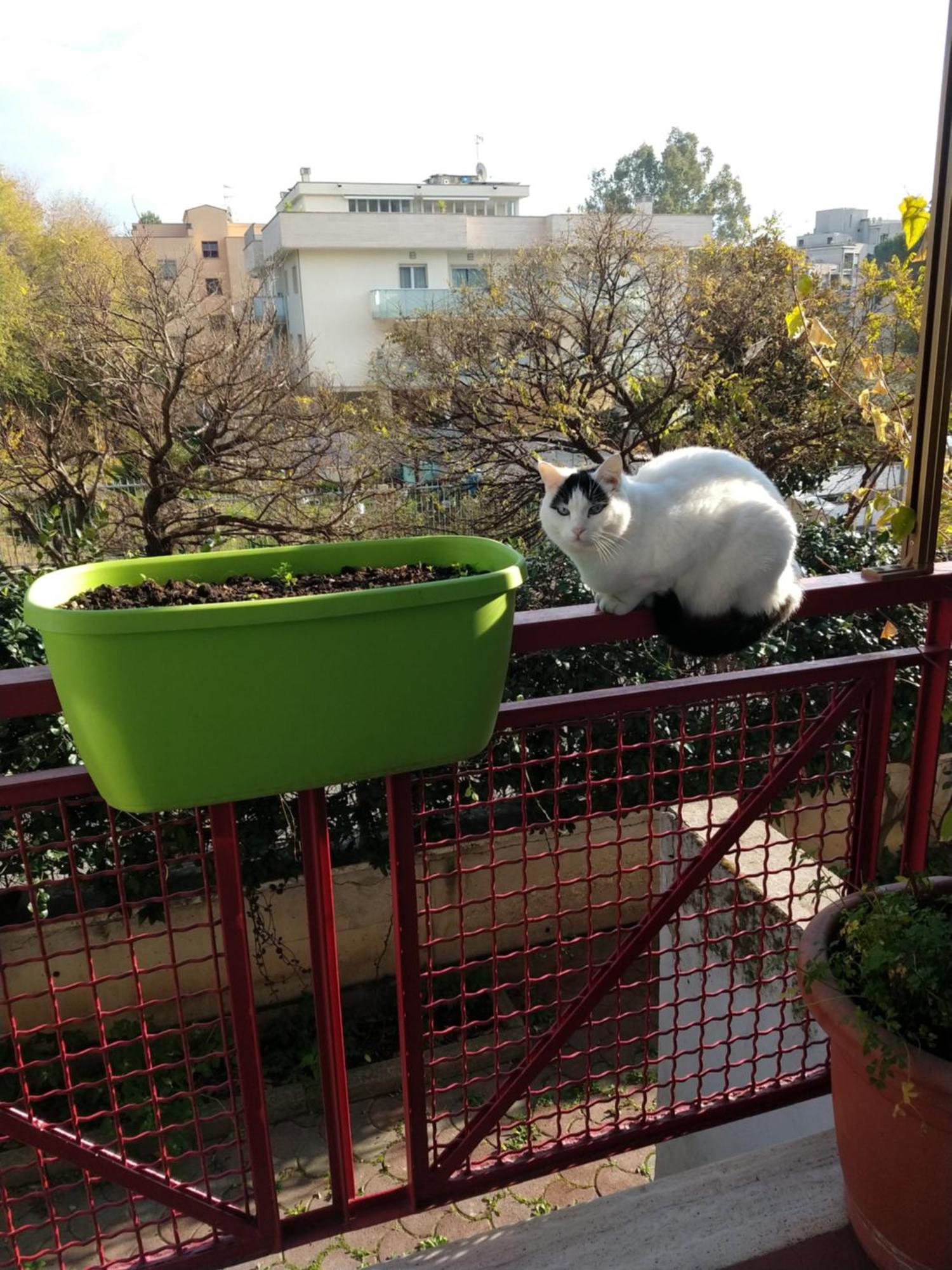 Intero Appartamento Con Giardino E Parcheggio Rome Bagian luar foto